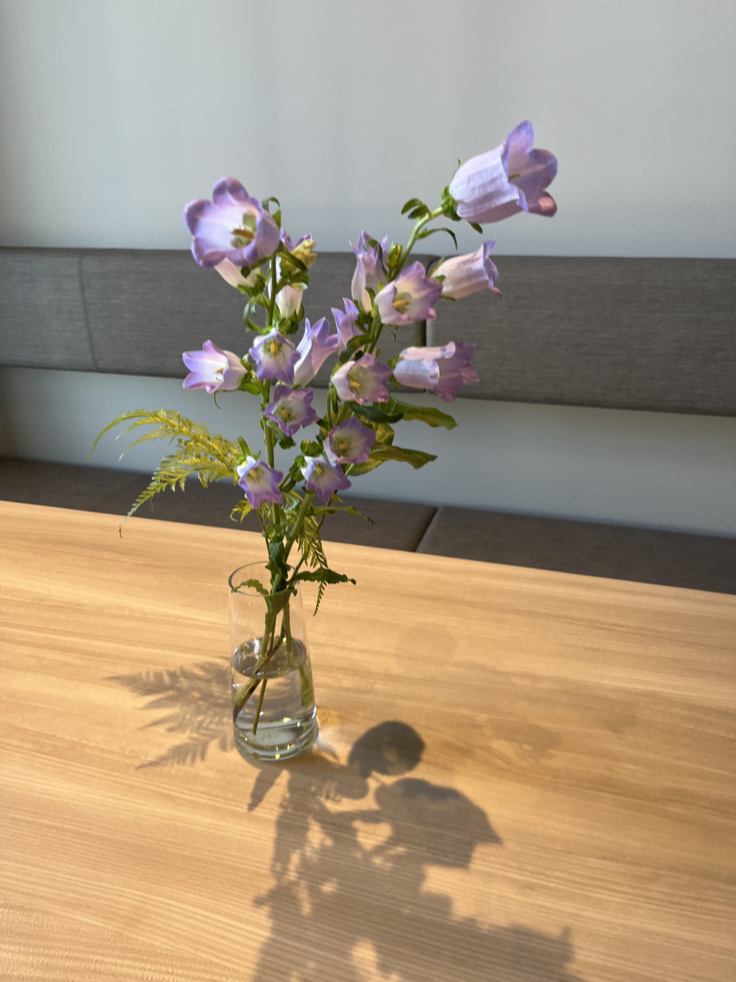 bellflower