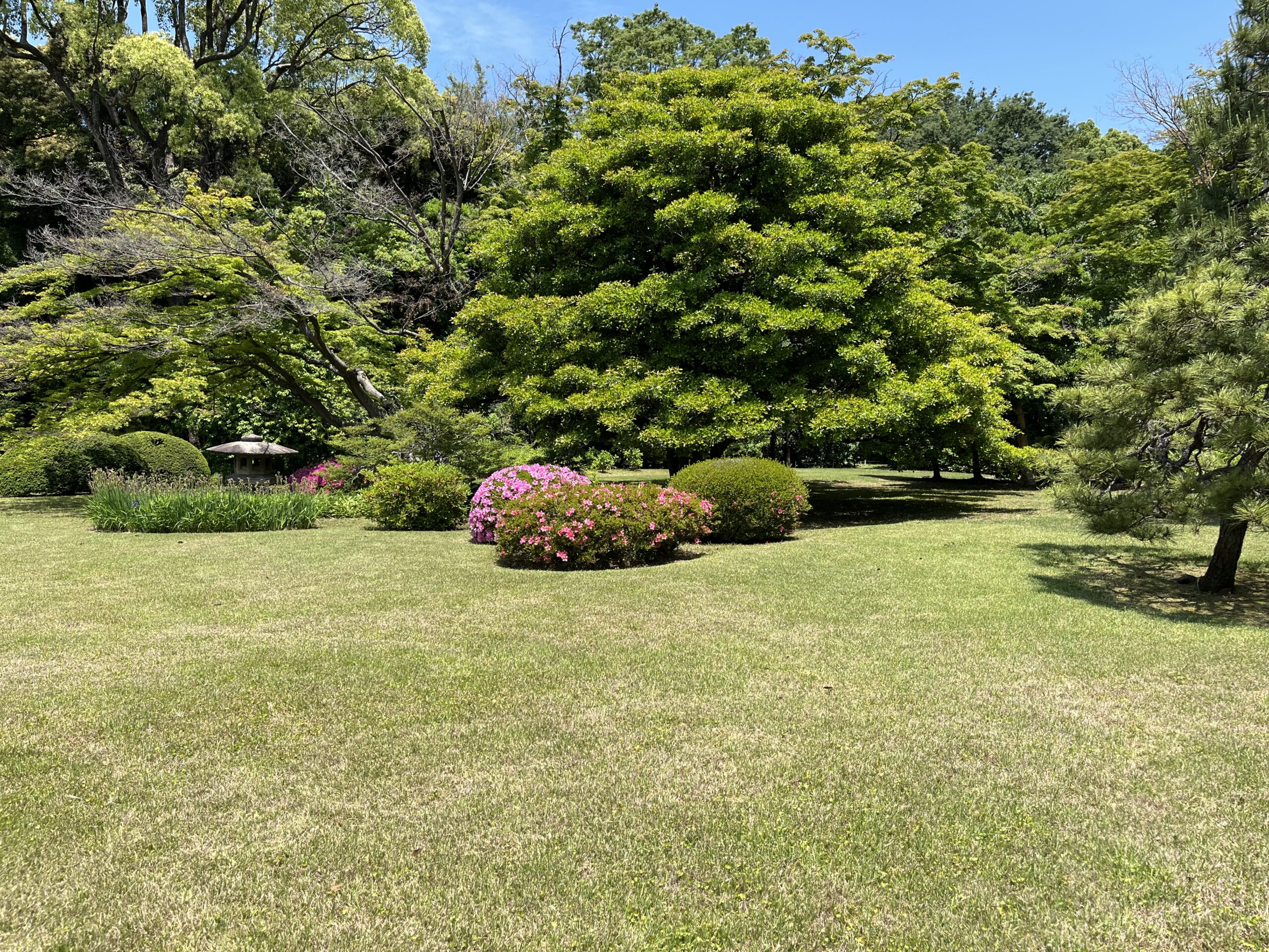 2026年公表サステナビリティ情報開示義務化でどう変わる？士業（公認会計士、海事代理士）への影響を解説